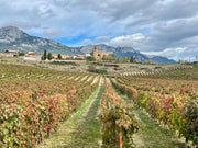 Terroir - Ein Gradmesser für Spitzenweine