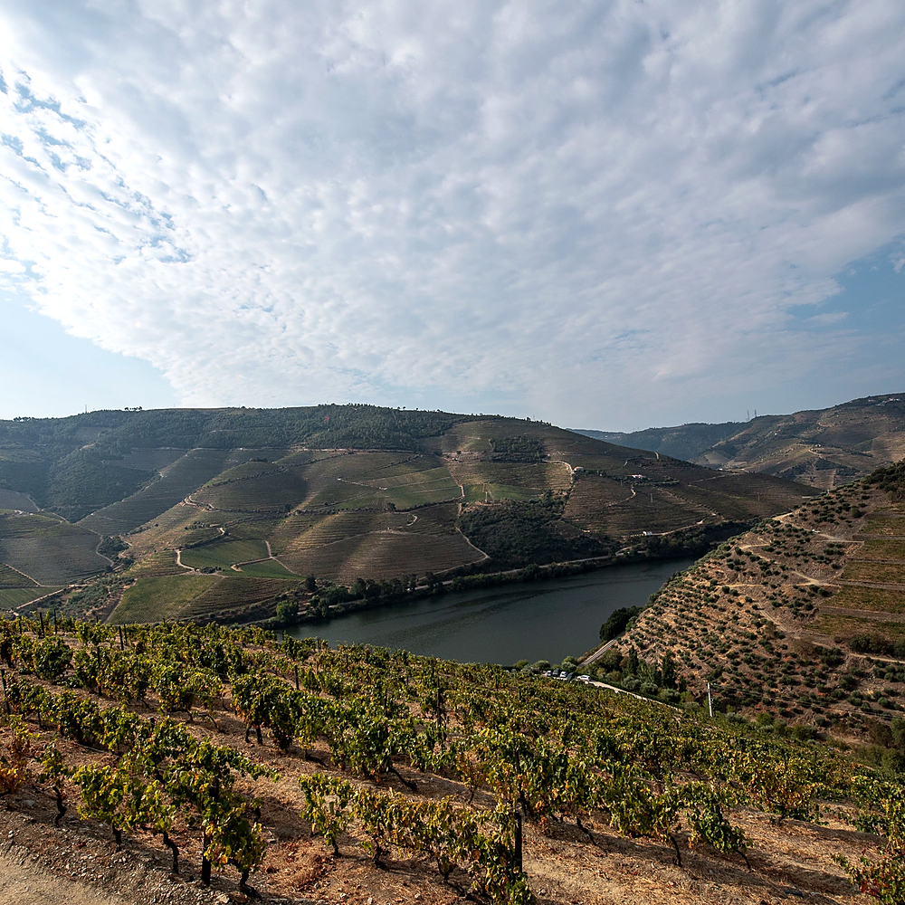 Weintasting Portwein am 30.10.2026 um 18:30 Uhr | Adega Exclusiva
