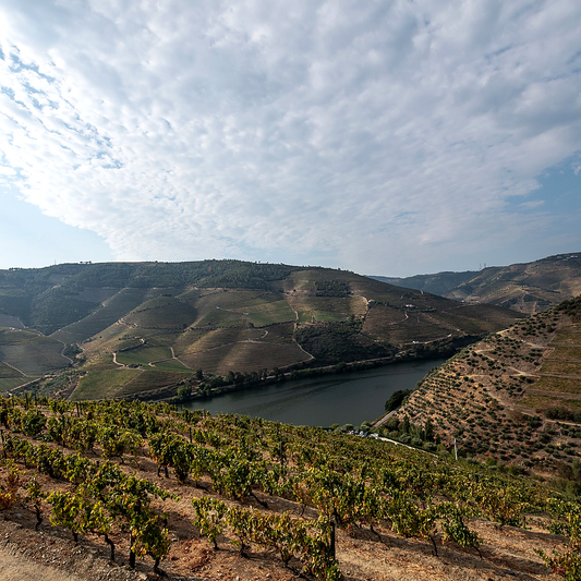 Weintasting Portwein am 30.10.2026 um 18:30 Uhr | Adega Exclusiva