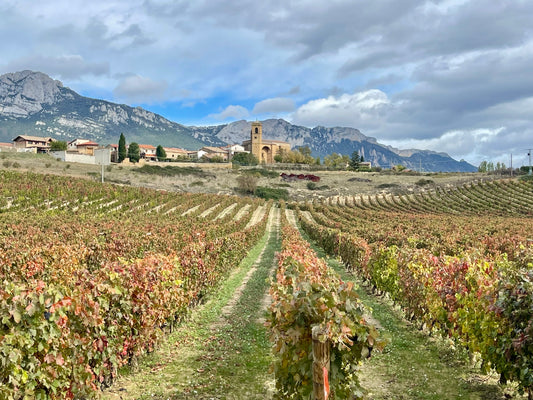 Terroir -  Ein Gradmesser für Spitzenweine